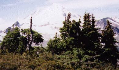 Mom's Trees