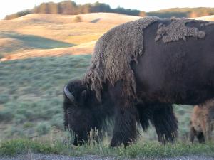 Buffalo