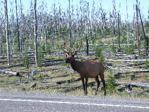 Elk